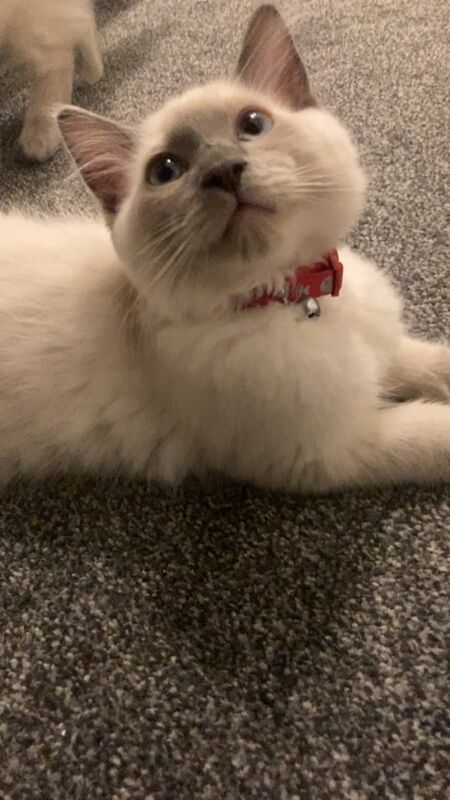Ragdoll kittens for sale in Scone, Perth and Kinross – 3 months old