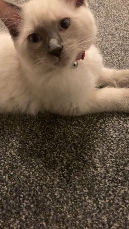 Ragdoll kittens for sale in Scone, Perth and Kinross – 3 months old - Image 2 of 3