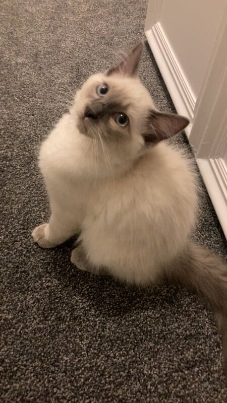 Ragdoll kittens for sale in Scone, Perth and Kinross – 3 months old - Image 3 of 3