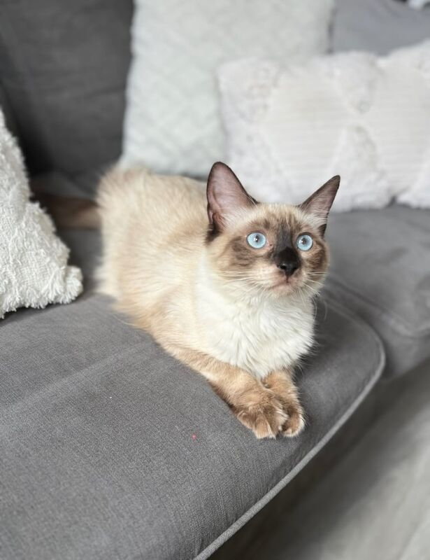Ragdoll kittens for sale in Willesden, Greater London – 7 months old