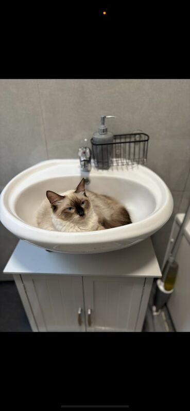 Ragdoll kittens for sale in Willesden, Greater London – 7 months old - Image 2 of 3