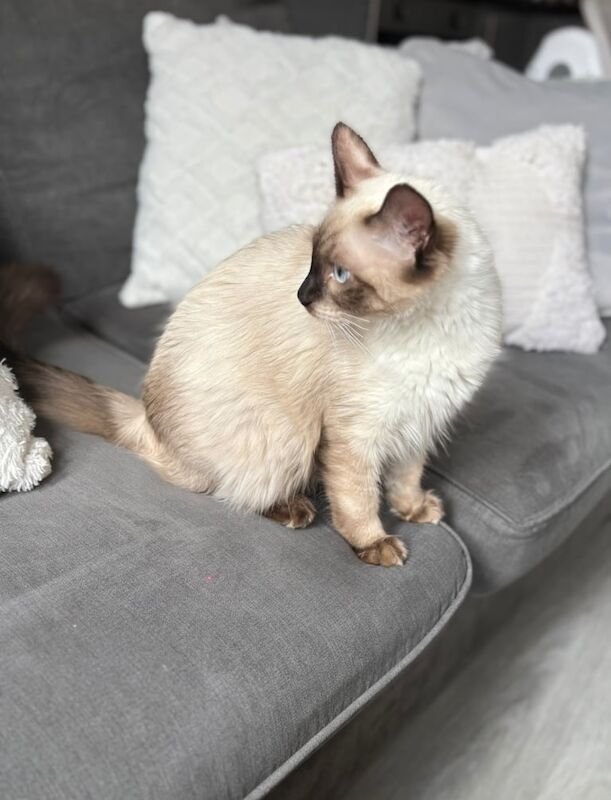 Ragdoll kittens for sale in Willesden, Greater London – 7 months old - Image 3 of 3