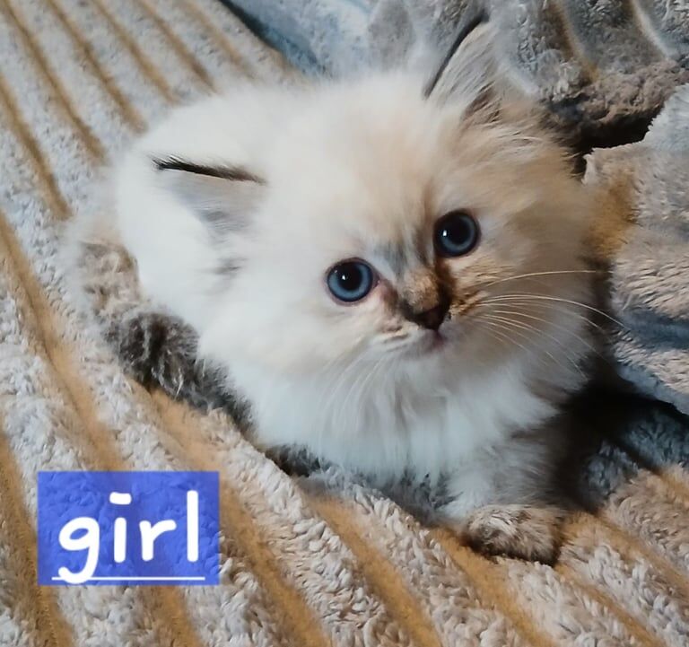 Ragdoll kittens for sale in Dundee, City of Dundee – 8 weeks old