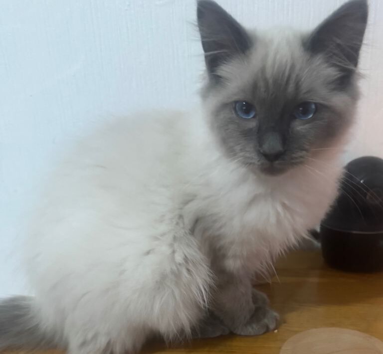 Ragdoll kittens for sale in Alloa, Clackmannan – 11 weeks old