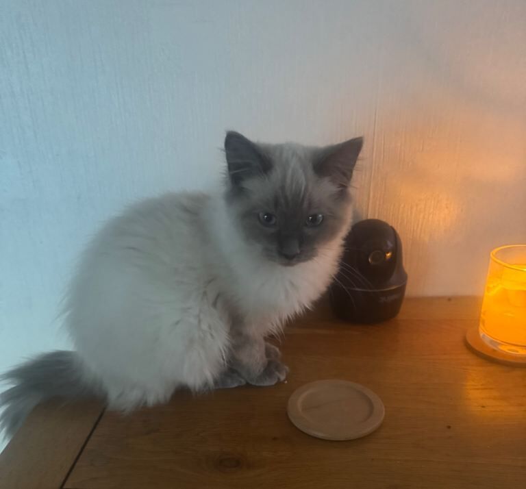 Ragdoll kittens for sale in Alloa, Clackmannan – 11 weeks old - Image 2 of 2