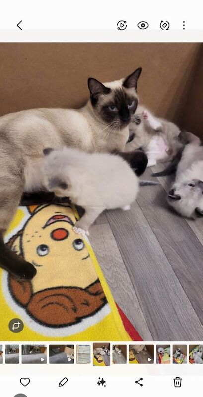 Ragdoll kittens for sale in Alloa, Clackmannan – 9 weeks old