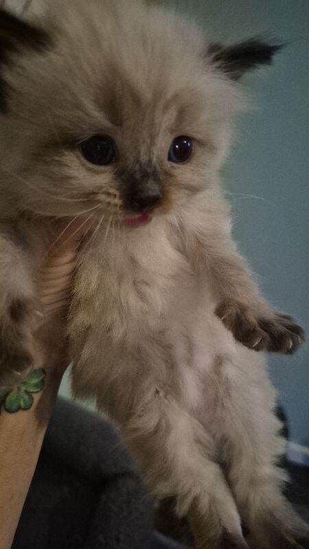 Ragdoll kittens for sale in Alloa, Clackmannan – 9 weeks old - Image 2 of 3