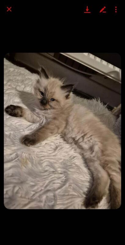 Ragdoll kittens for sale in Alloa, Clackmannan – 9 weeks old - Image 3 of 3