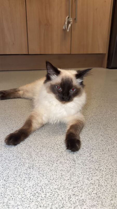 Ragdoll kittens for sale in Bradford, West Yorkshire – 9 months old