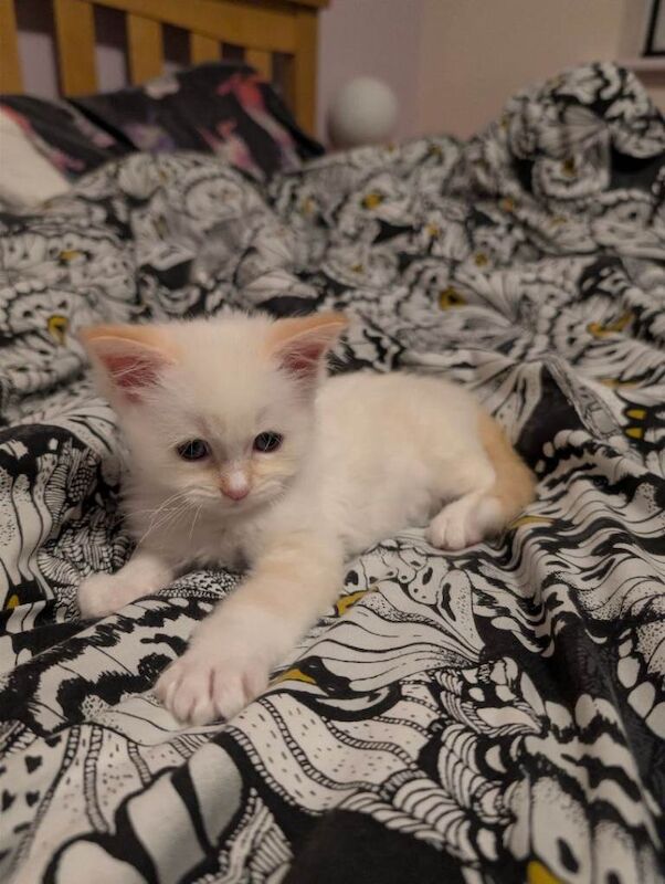 Ragdoll Kittens For Sale