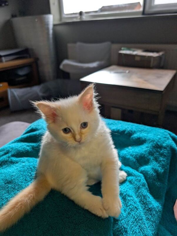 Ragdoll Kittens For Sale