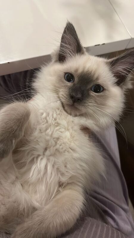 Ragdoll kittens for sale in Derby, Derbyshire – 6 months old