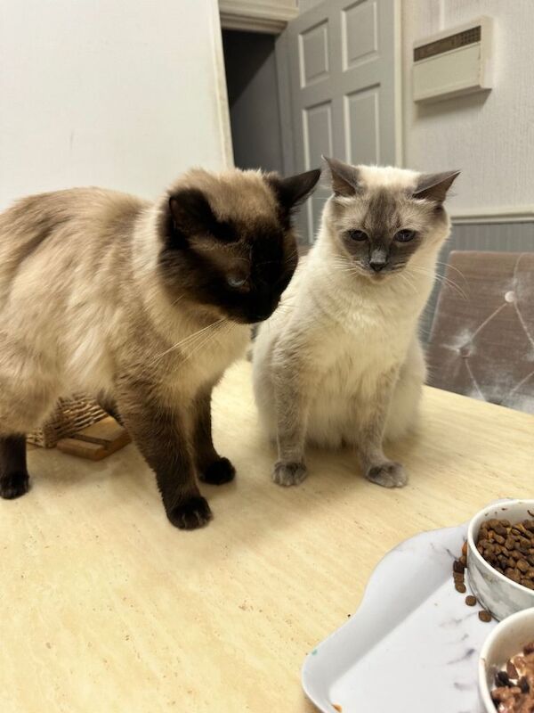Ragdoll Kittens For Sale