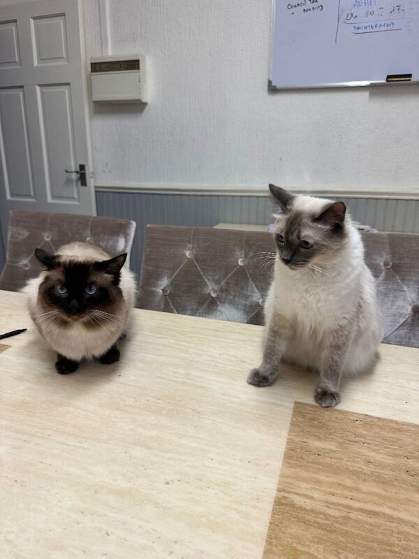 Ragdoll kitten - Image 2 of 5