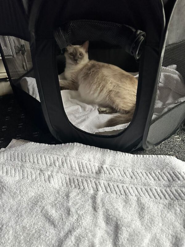 Ragdoll kitten - Image 3 of 5