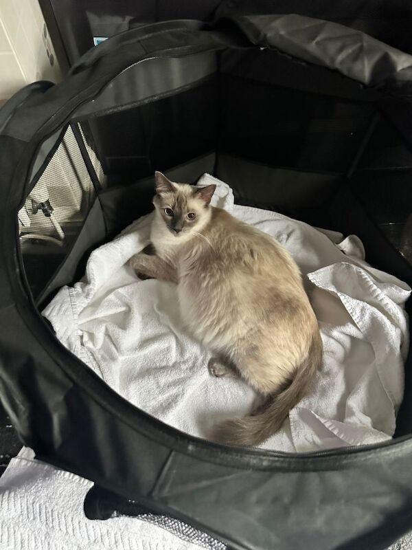 Ragdoll kitten - Image 4 of 5