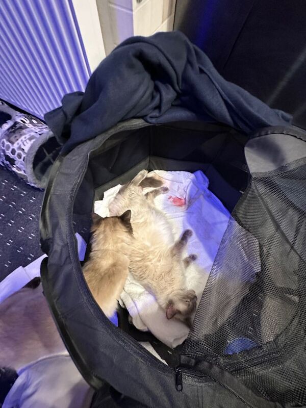 Ragdoll kitten - Image 5 of 5