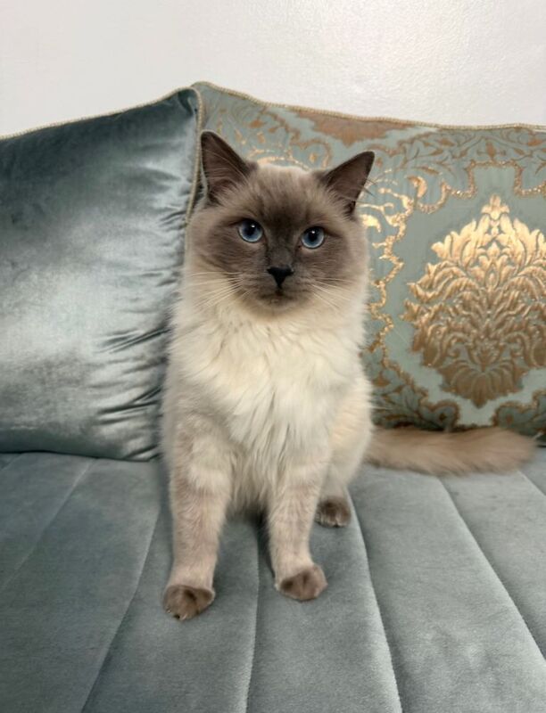 Ragdoll Kittens For Sale