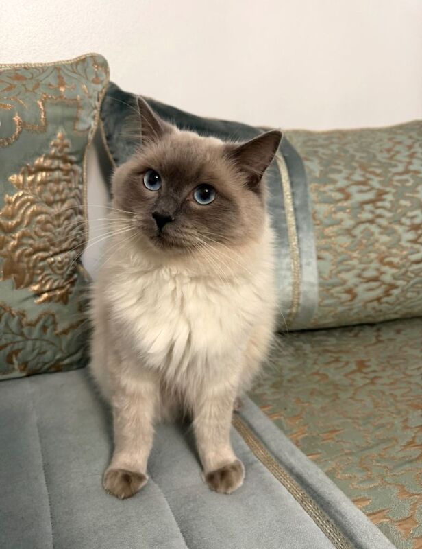 Ragdoll kitten - Image 2 of 3