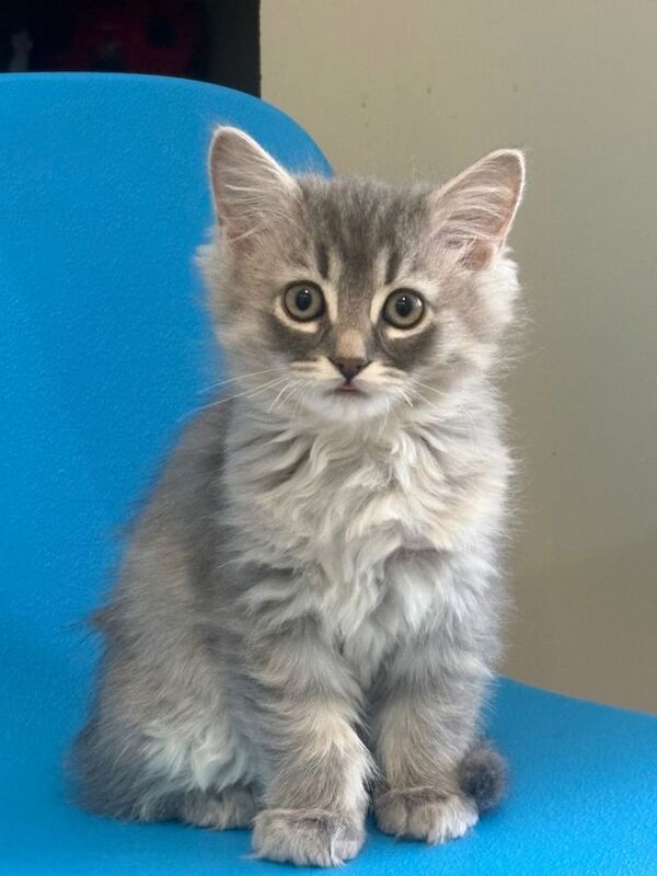 Ragdoll Kittens For Sale