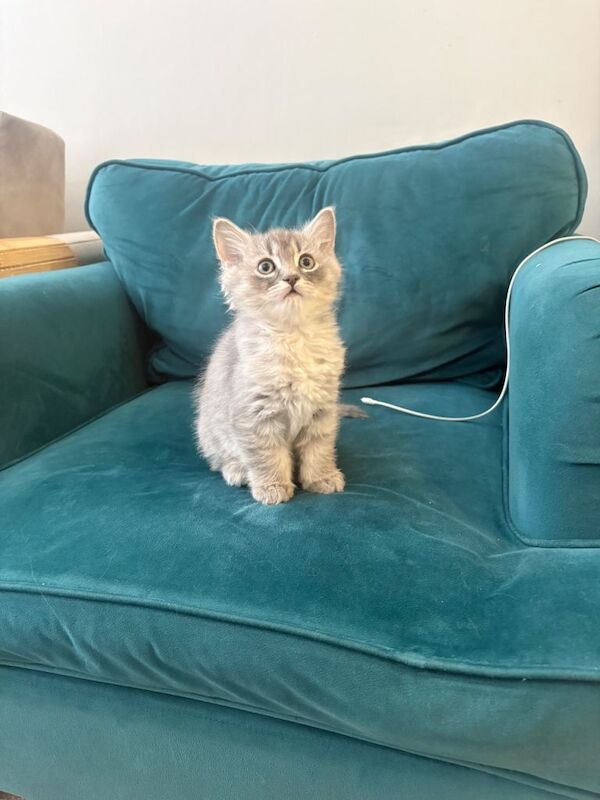 Ragdoll kitten - Image 2 of 6