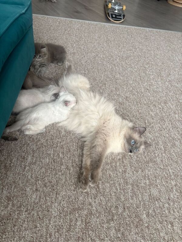 Ragdoll kitten - Image 3 of 6