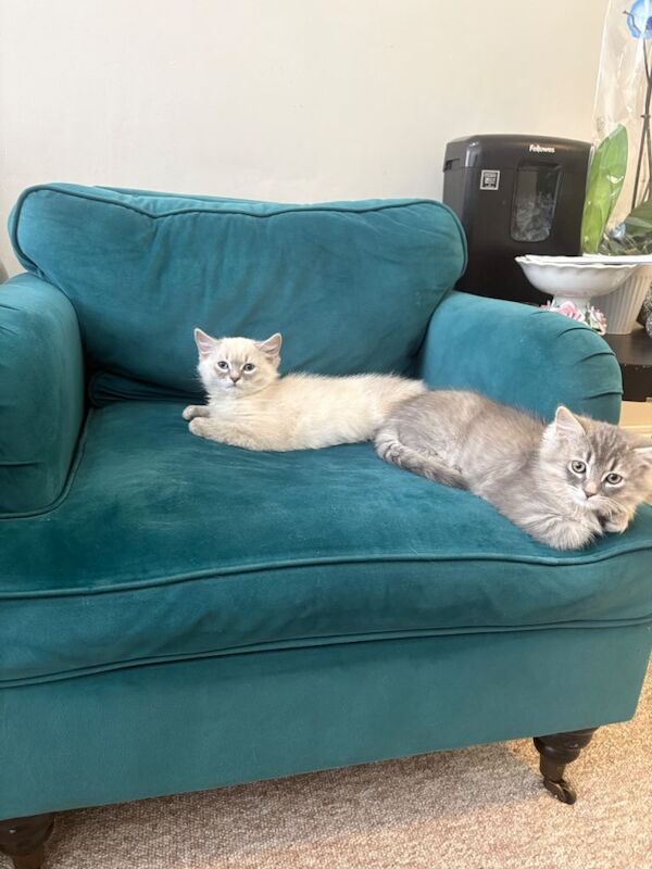 Ragdoll kitten - Image 4 of 6