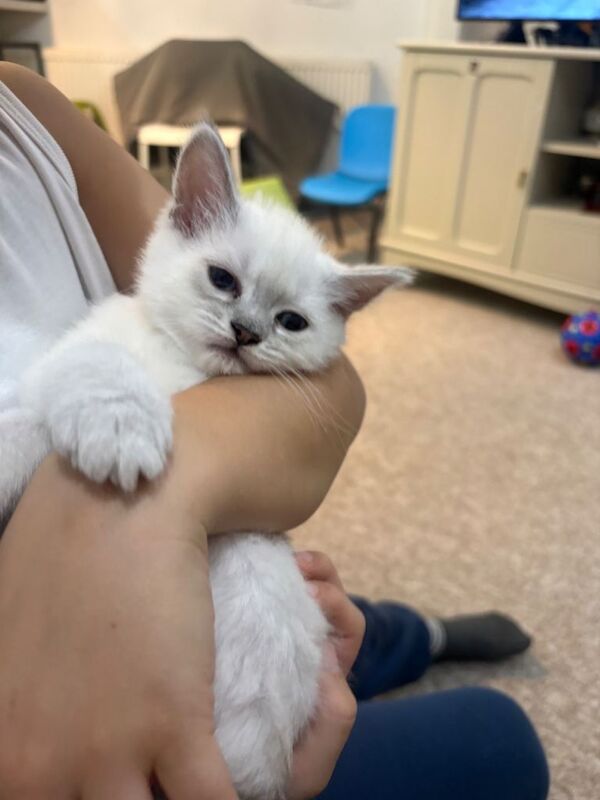 Ragdoll kitten - Image 5 of 6