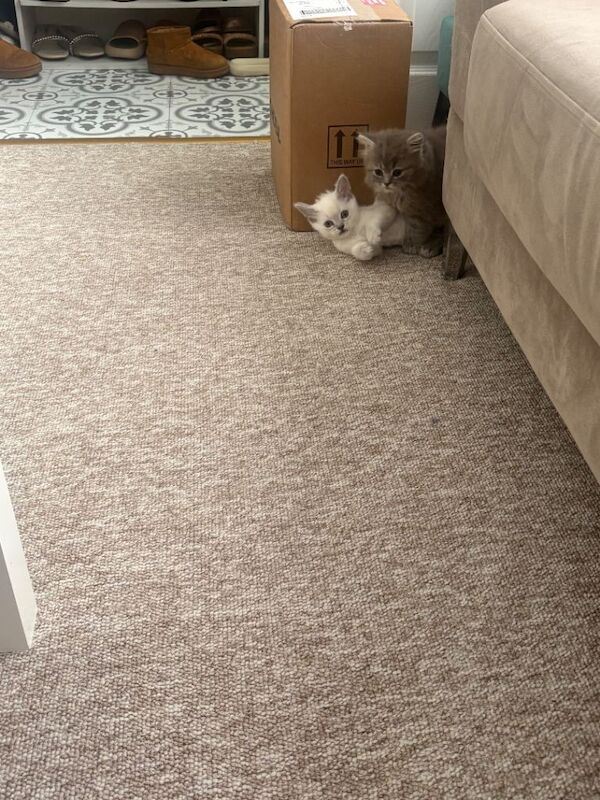 Ragdoll kitten - Image 6 of 6