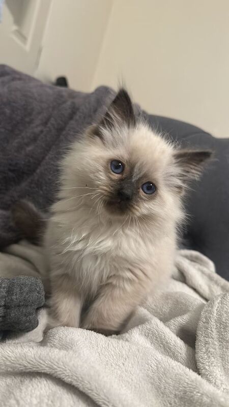Ragdoll kitten