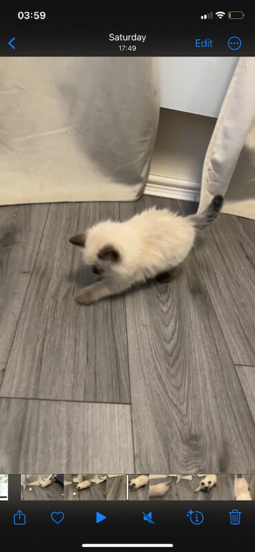 Ragdoll kitten - Image 2 of 2