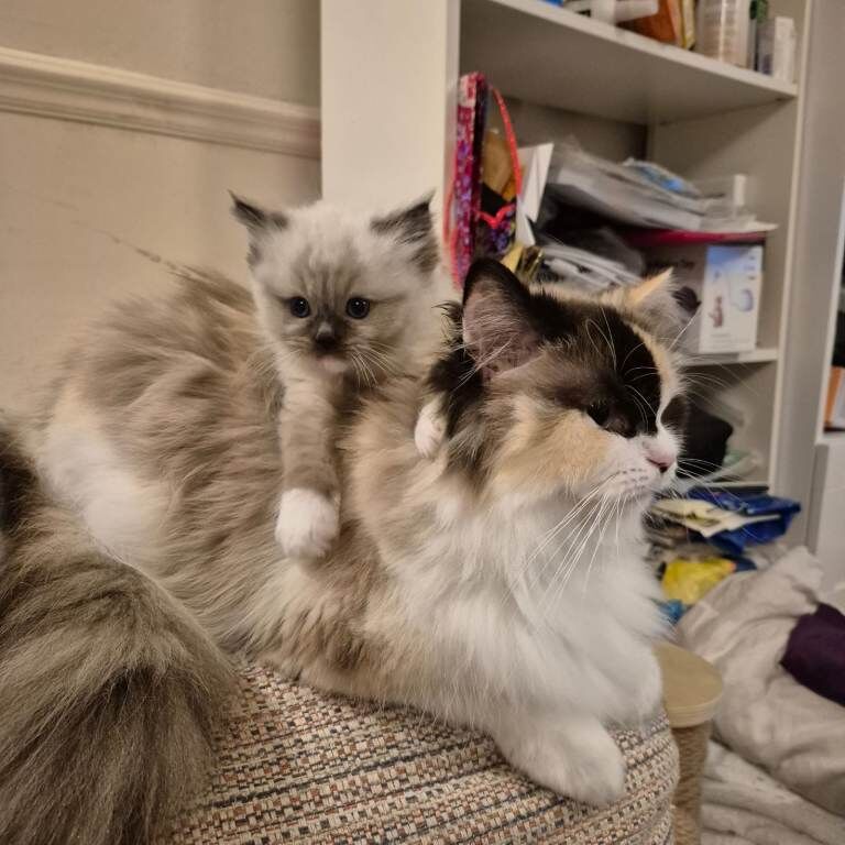 Ragdoll kitten