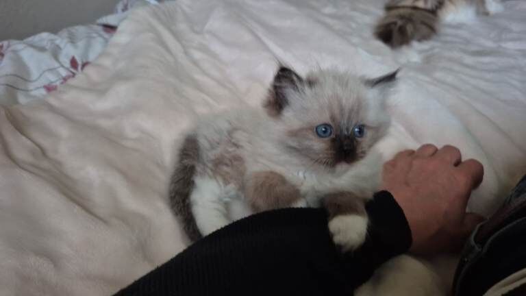 Ragdoll kitten - Image 2 of 3