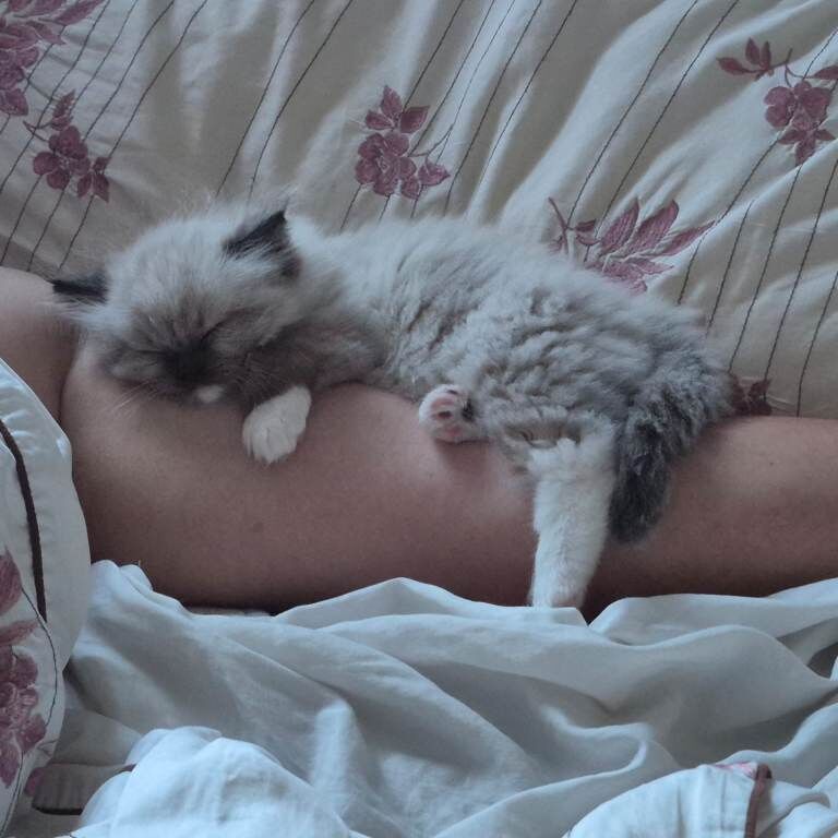 Ragdoll kitten - Image 3 of 3