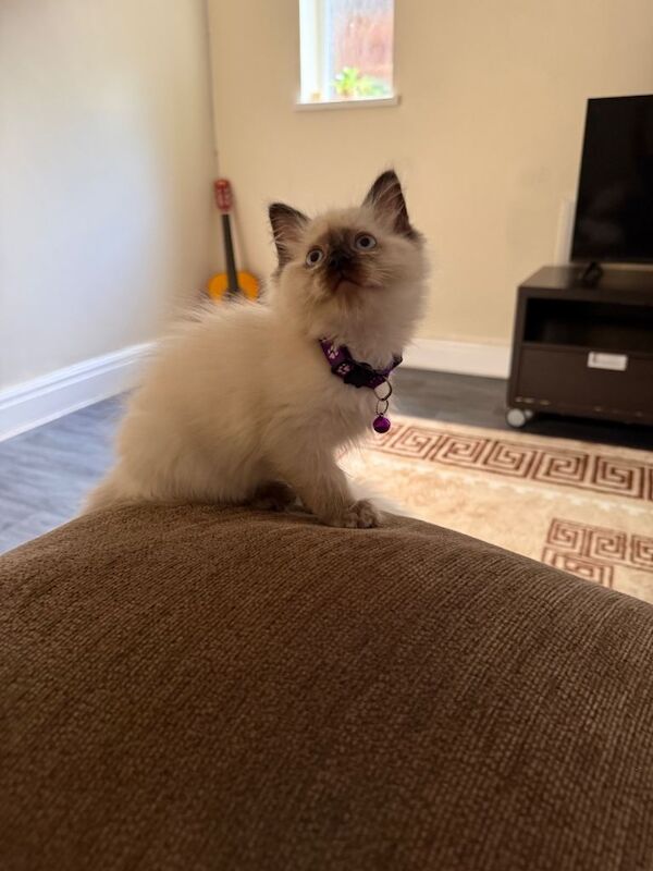Ragdoll kitten