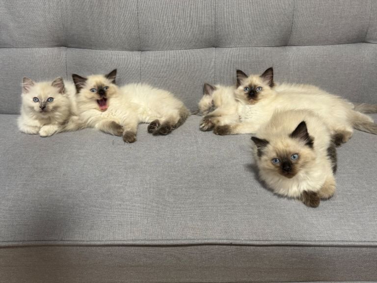 Ragdoll kitten - Image 2 of 4