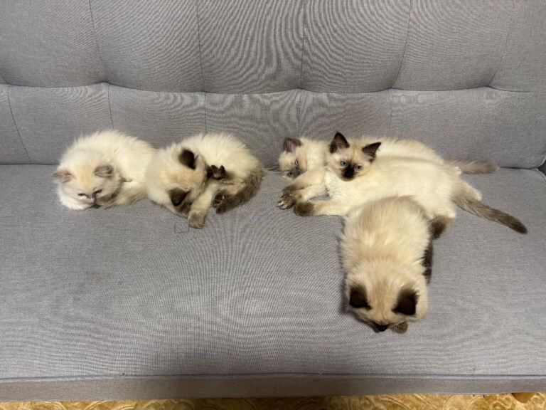 Ragdoll kitten - Image 4 of 4