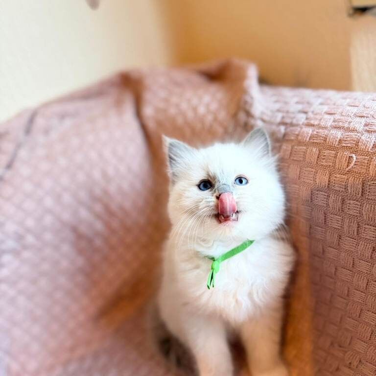 Ragdoll kitten - Image 2 of 5