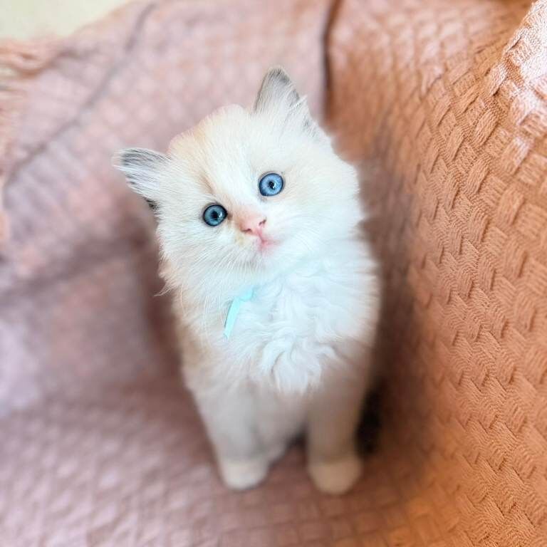 Ragdoll kitten - Image 3 of 5