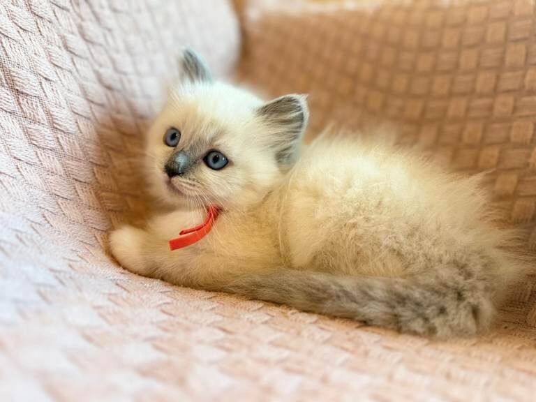 Ragdoll kitten - Image 4 of 5