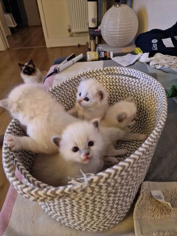 Ragdoll kitten - Image 5 of 5
