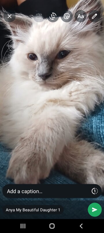 Ragdoll Kitten