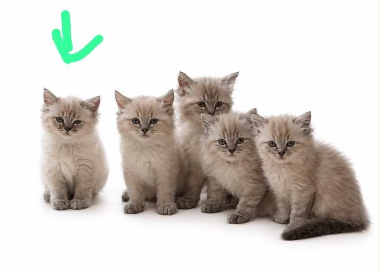 Ragdoll Kitten