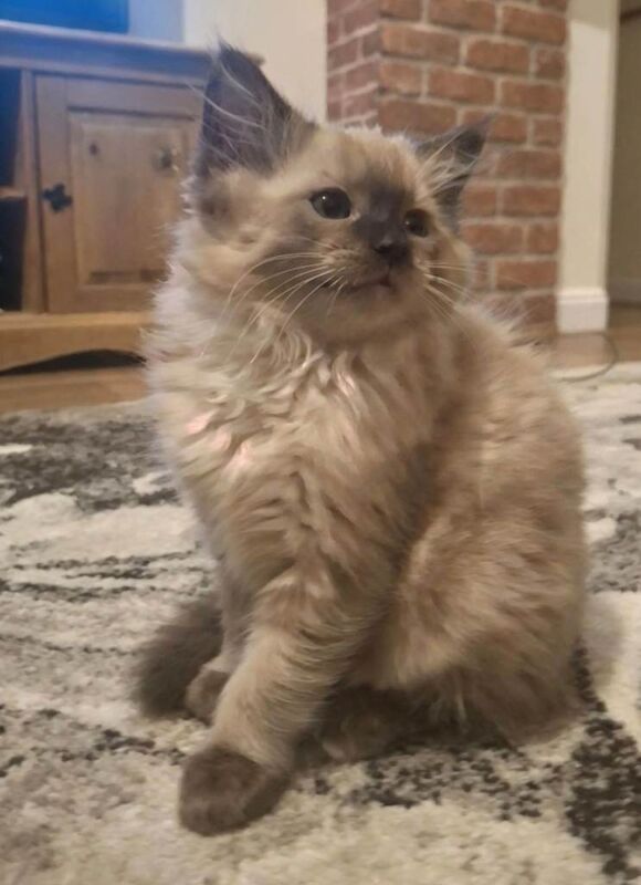 ragdoll kitten