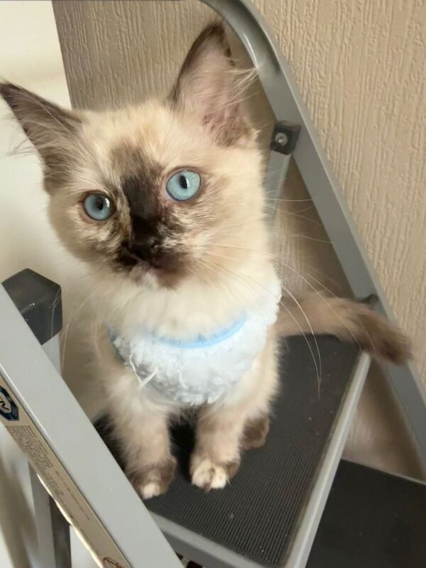 Ragdoll kitten