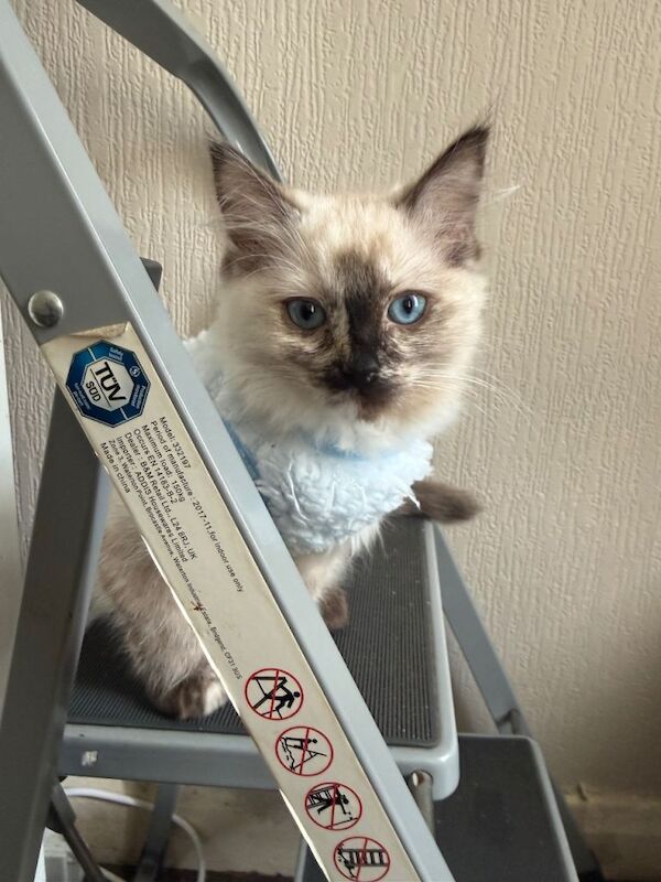 Ragdoll kitten - Image 2 of 4