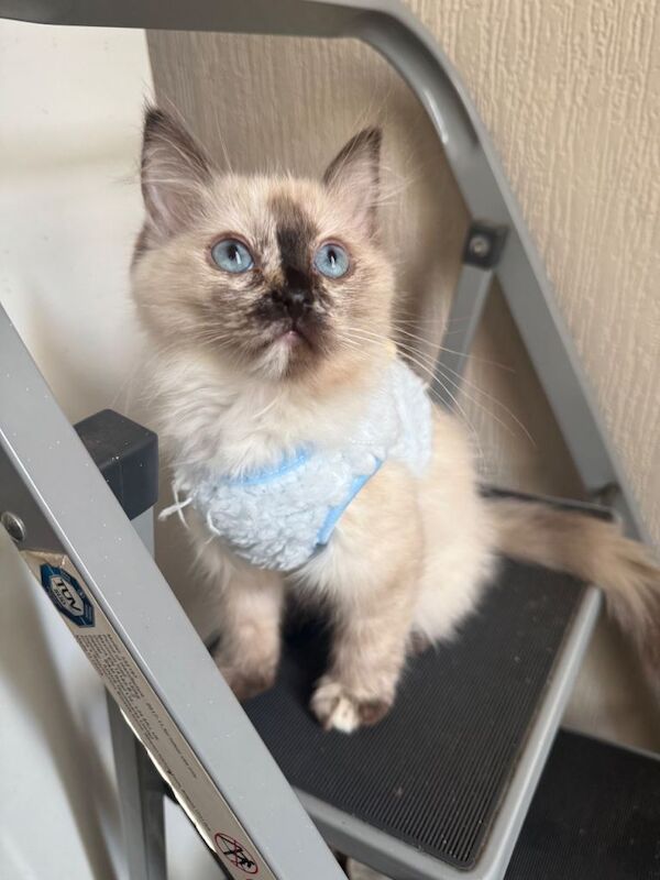 Ragdoll kitten - Image 3 of 4