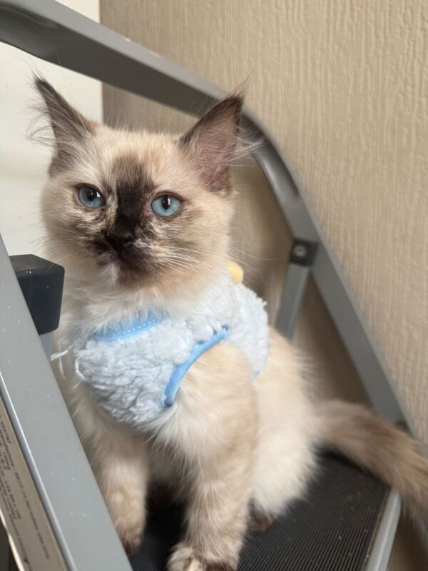 Ragdoll kitten - Image 4 of 4