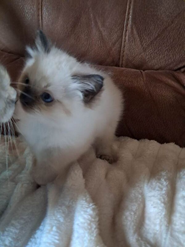 Ragdoll kitten