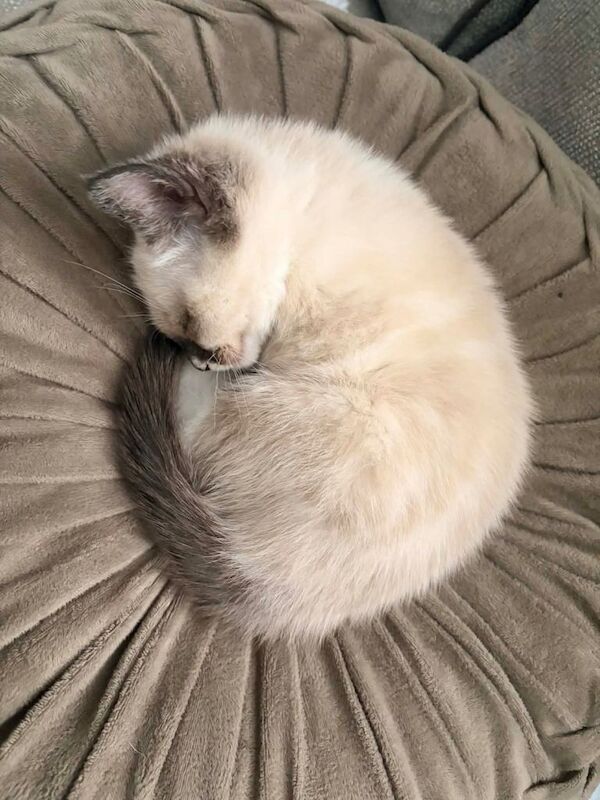 Ragdoll Kitten 3 months old - Image 2 of 3
